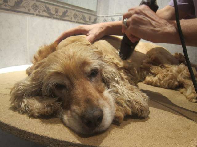 perro en el servicio de peluquería canina a domicilio