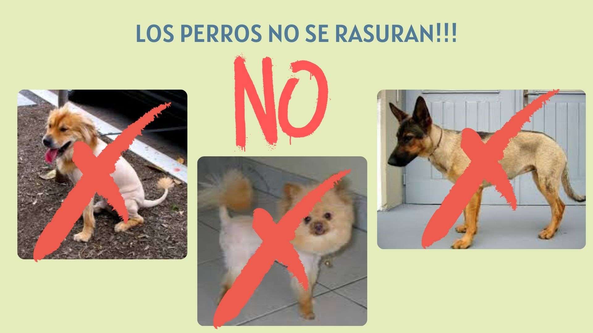 peluquería canina, los perros no se rasuran